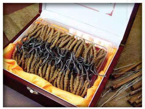 洪洞冬虫夏草回收